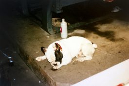 AGATHE LEMAIRE THALAZAC